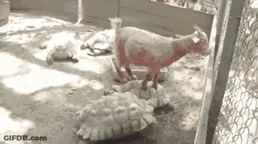 Funny Goat And His Turtle Friend GIF