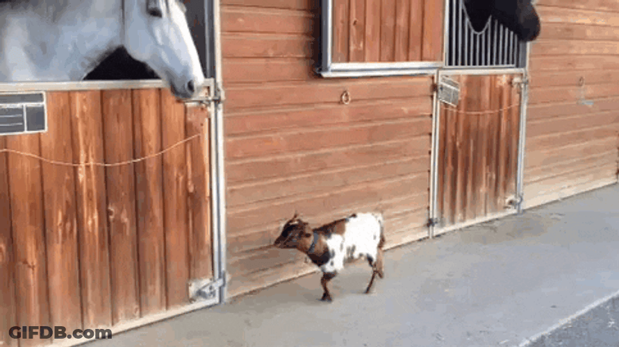 Funny Goat And Horse Interaction GIF