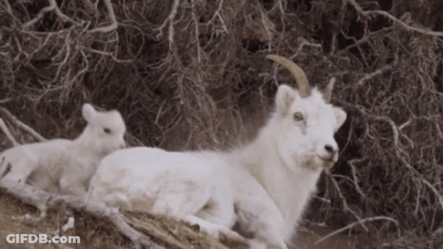 Funny Goat Annoying His Mom GIF