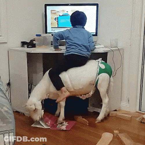 Funny Goat As Kid's Chair GIF