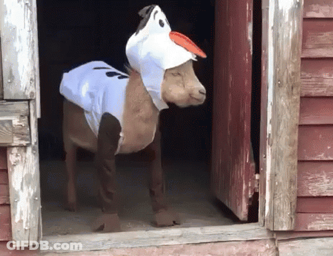 Funny Goat As Olaf Snowman GIF