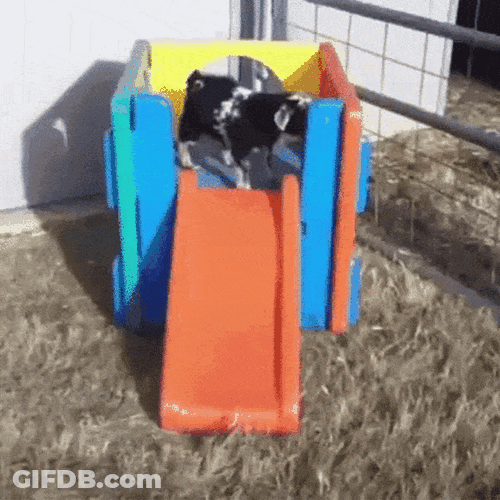 Funny Goat Enjoying The Slide GIF