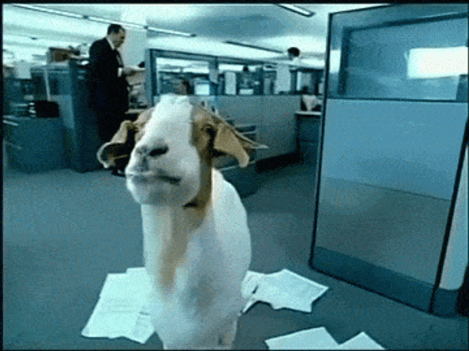 Funny Goat In The Office GIF