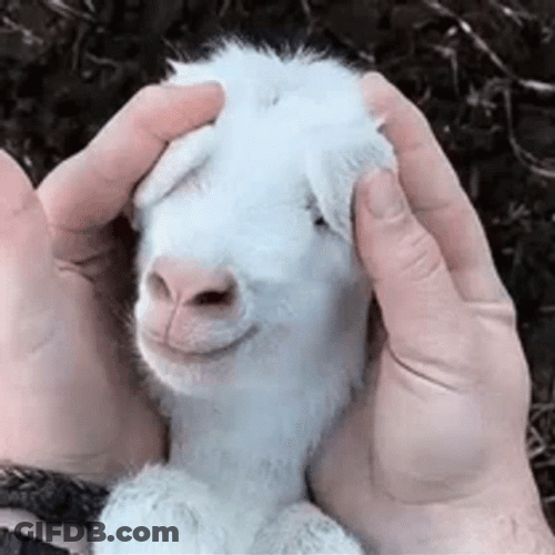 Funny Goat Peak A Boo GIF