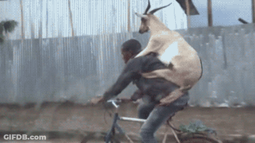 Funny Goat Riding On The Back GIF