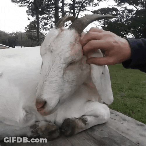 Funny Goat Scratching His Ear GIF