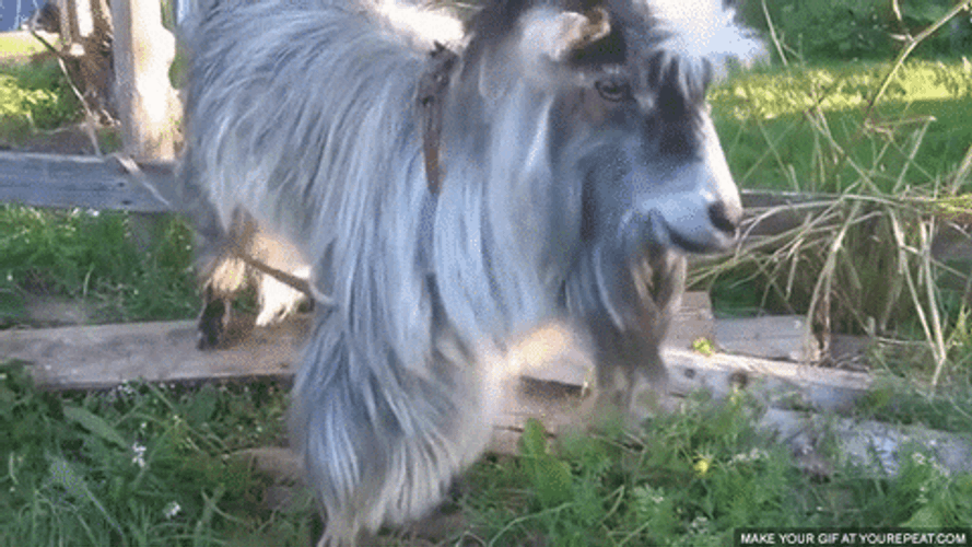 Funny Goat Shaking His Head GIF