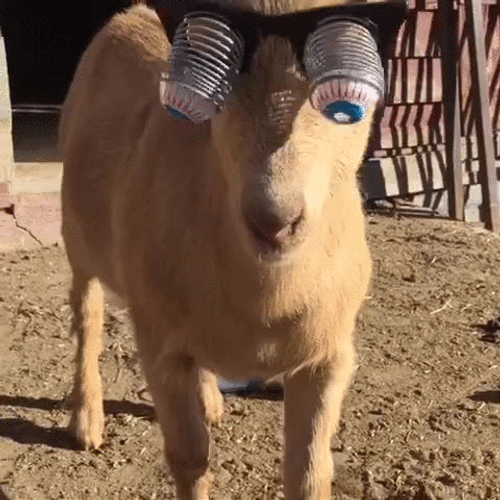 Funny Goat Walking Crazy Eyes GIF