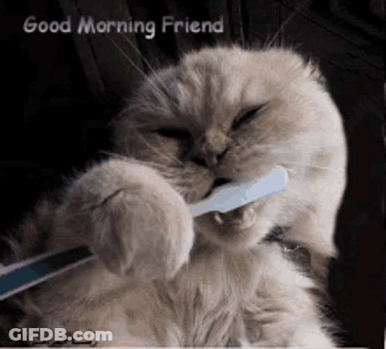 Funny Good Morning Cat Brushing Teeth GIF