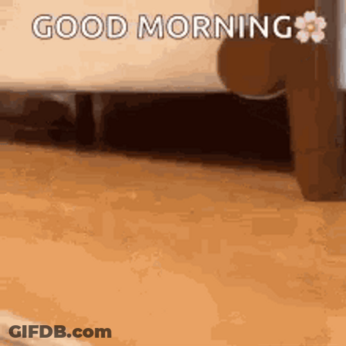 Funny Good Morning Cat Surprising Owner GIF