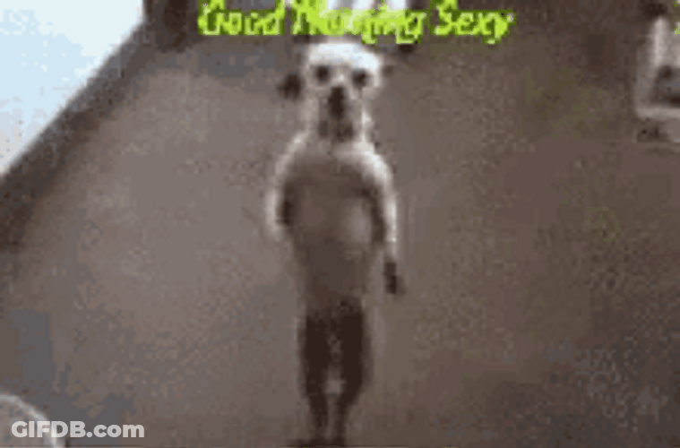 Funny Good Morning Dancing White Dog GIF