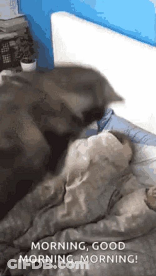 Funny Good Morning Dog Waking Up Human GIF