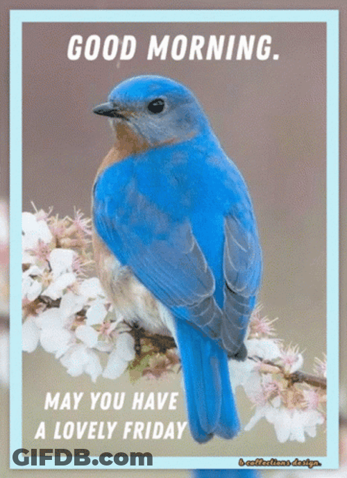 Funny Good Morning Happy Friday GIF