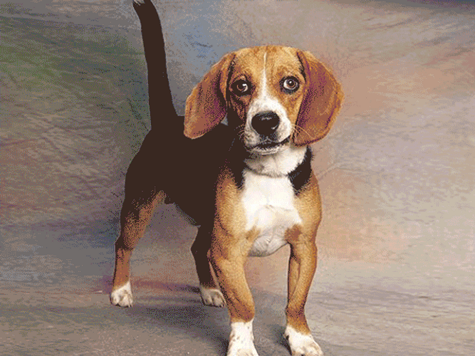 Funny Good Morning Happy Friday Cool Dog GIF