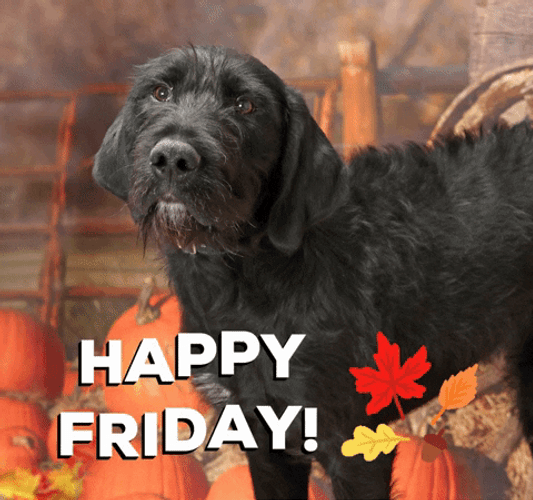 Funny Good Morning Happy Friday Grumpy Dog GIF