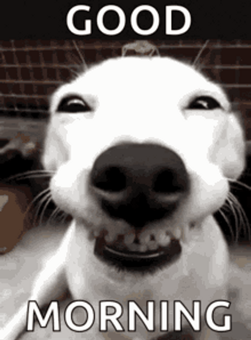 Funny Good Morning Smiling White Dog GIF