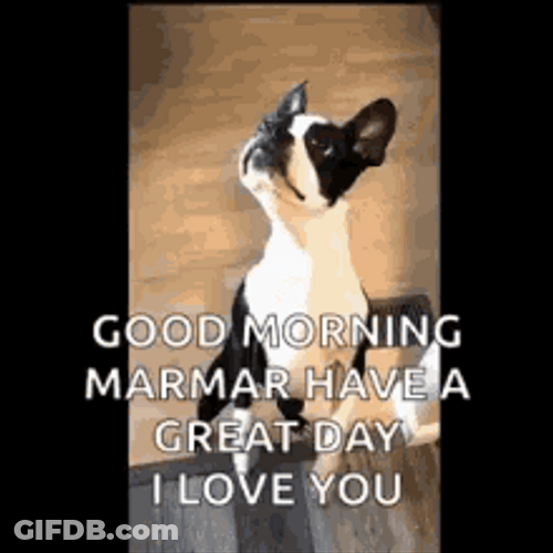 Funny Good Morning Standing And Dancing Dog GIF