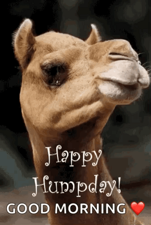 Funny Good Morning Wednesday Cute Camel GIF