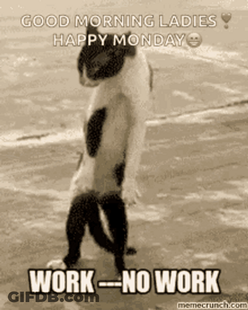 Funny Good Morning Weird Dancing Cat GIF
