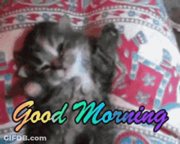 Funny Good Morning Yawning Kitten GIF