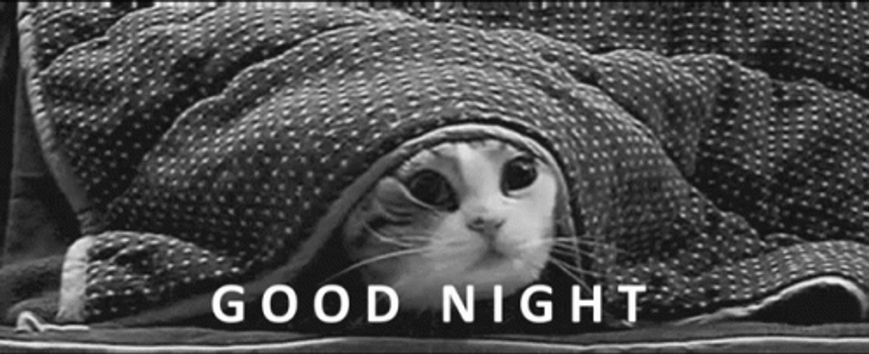 Funny Good Night Cat Hide Blanket Meme GIF