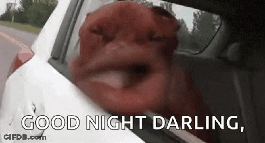 Funny Good Night Darling Dog Mouth Car GIF
