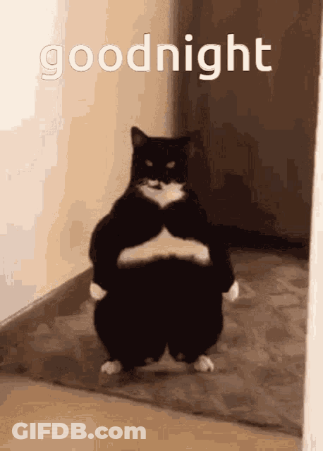 Funny Good Night Greeting Angry Fat Cat GIF
