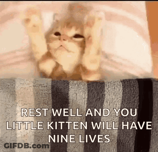 Funny Good Night Joke Kitten Bed Nine Lives GIF