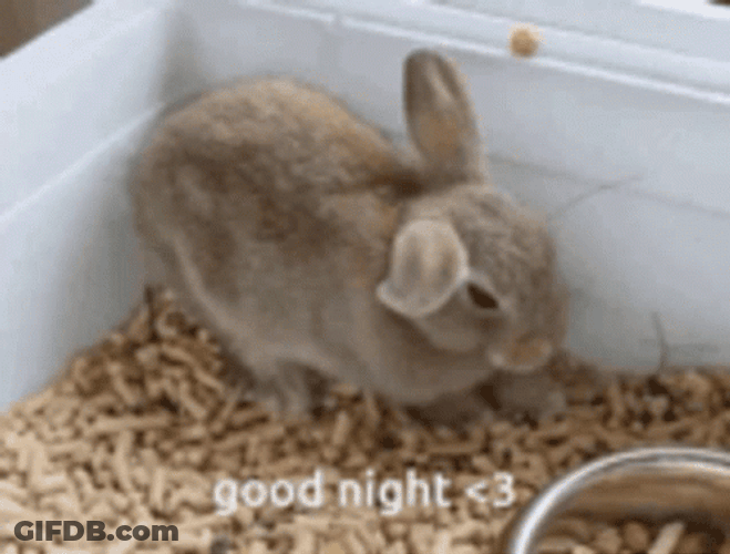 Funny Good Night Jump Sleep Rabbit GIF