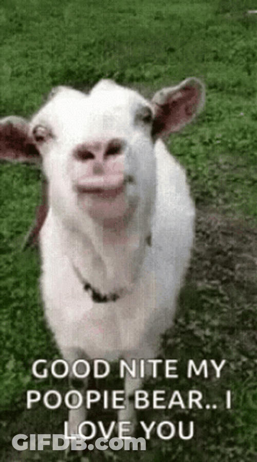 Funny Good Night Kiss Tongue Lick Goat Meme GIF
