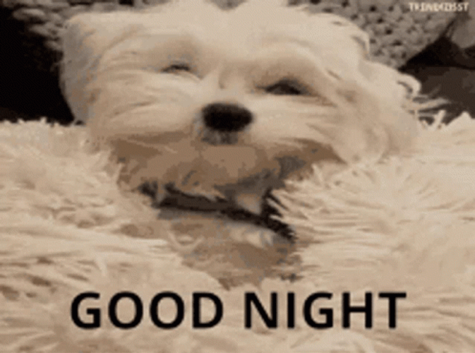 Funny Good Night Meme Dog Camouflage Disappear GIF