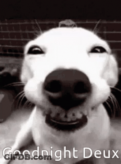 Funny Good Night Meme Smiling Happy Dog GIF