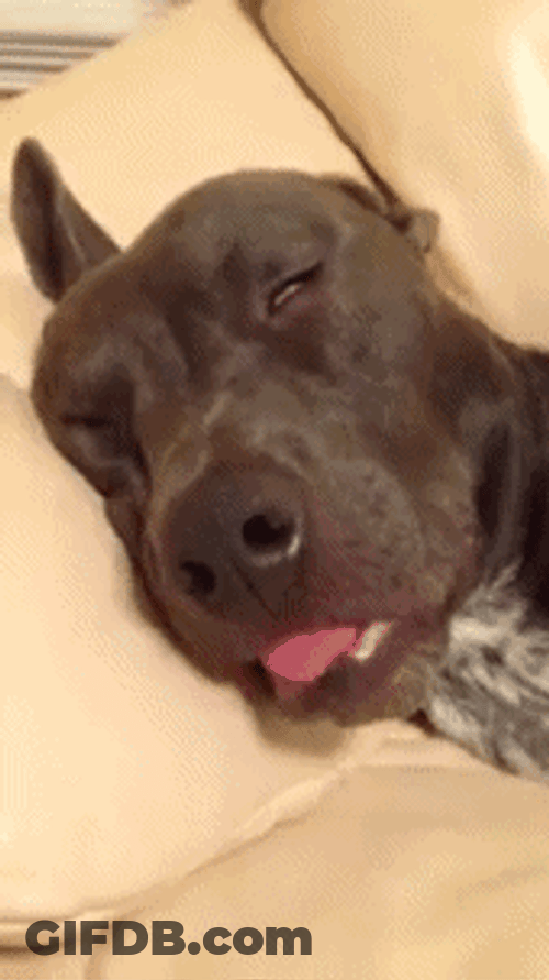 Funny Good Night Sleeping Dog Tongue Pull Out GIF