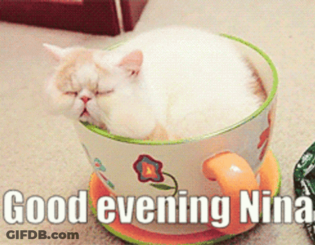 Funny Good Night Sleepy Cat Cup Meme GIF