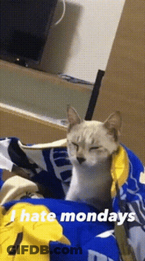 Funny Good Night Sleepy Cat Hate Mondays Meme GIF