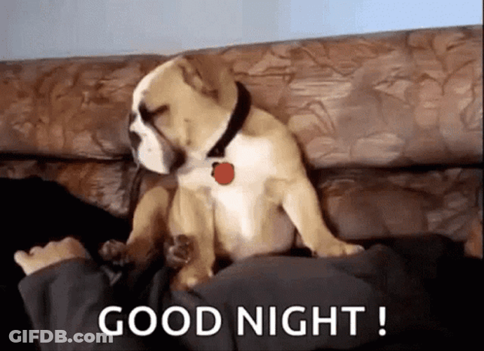 Funny Good Night Sleepy Pug Couch Human Fall GIF