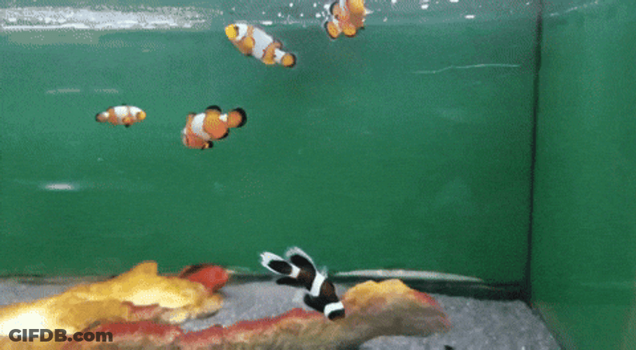 Funny Googly Eyed Fish Ptsd Meme GIF
