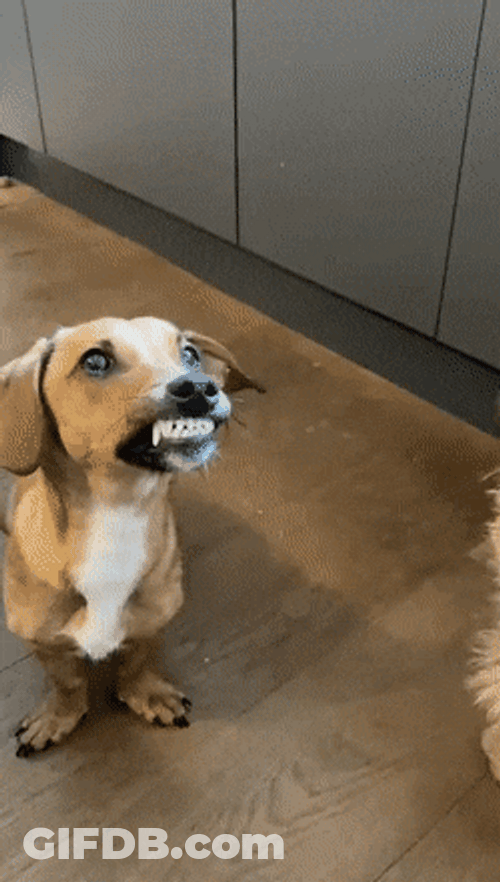 Funny Grinning Dog Why So Serious GIF