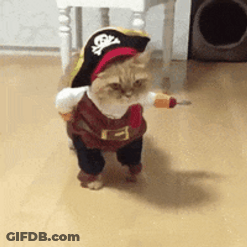 Funny Halloween Cute Cat Pirate GIF