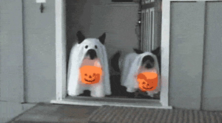 Funny Halloween Cute Dogs Ghost Trick Or Treats GIF