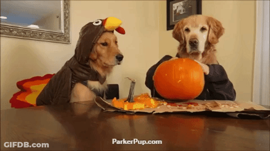 Funny Halloween Cute Dogs Pumpkin GIF