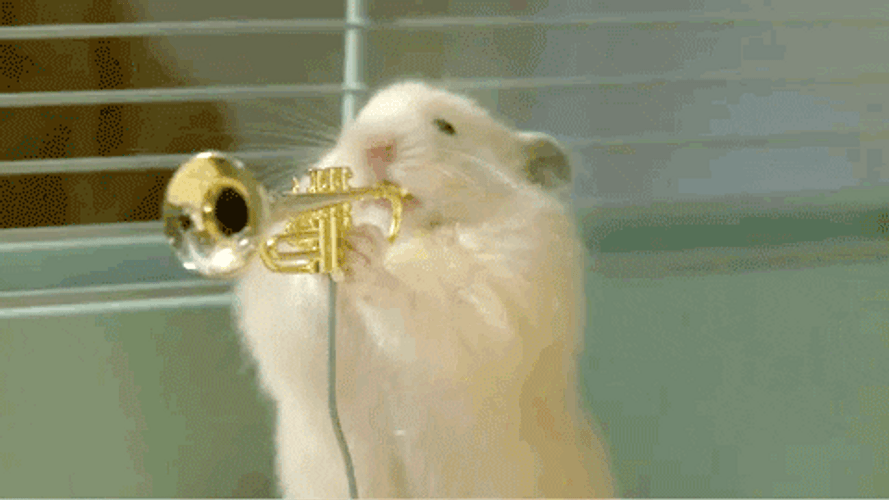 Funny Hamster Band GIF