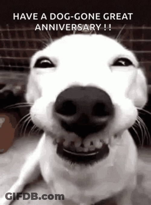 Funny Happy Anniversary Dog Smiling GIF