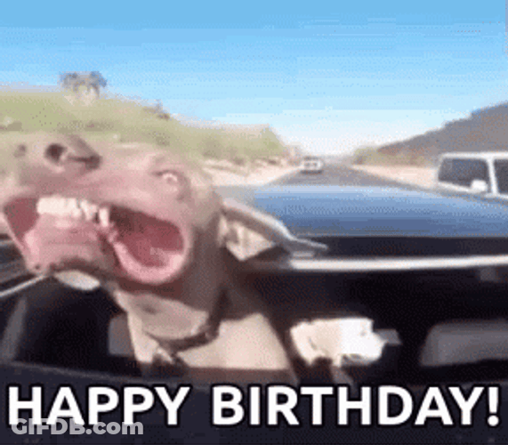 Funny Happy Birthday Dog In Driveway GIF