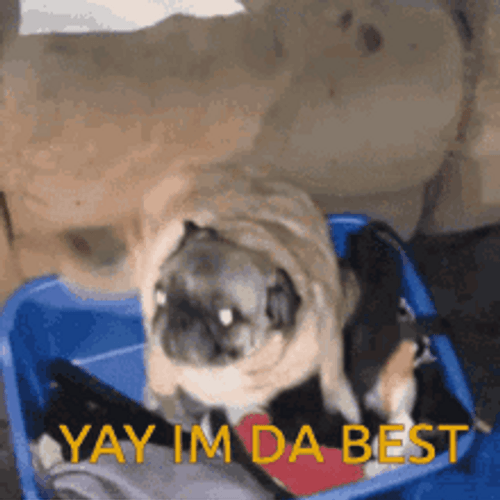 Funny Happy Dog Dance You Da Best GIF