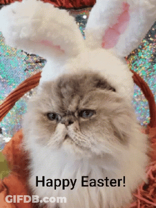 Funny Happy Easter Bunny Cat GIF