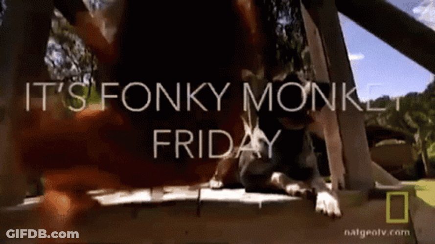 Funny Happy Friday Its Fonky Monkey GIF