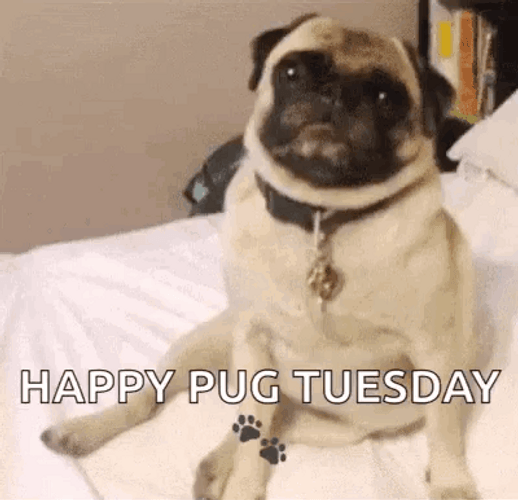 Funny Happy Pug Tuesday Chilling GIF