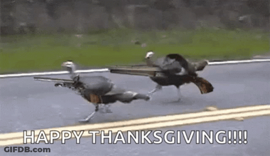Funny Happy Thanksgiving Turkey Running GIF