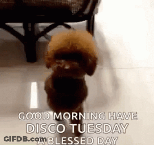 Funny Happy Tuesday Cute Poodle Dancing GIF